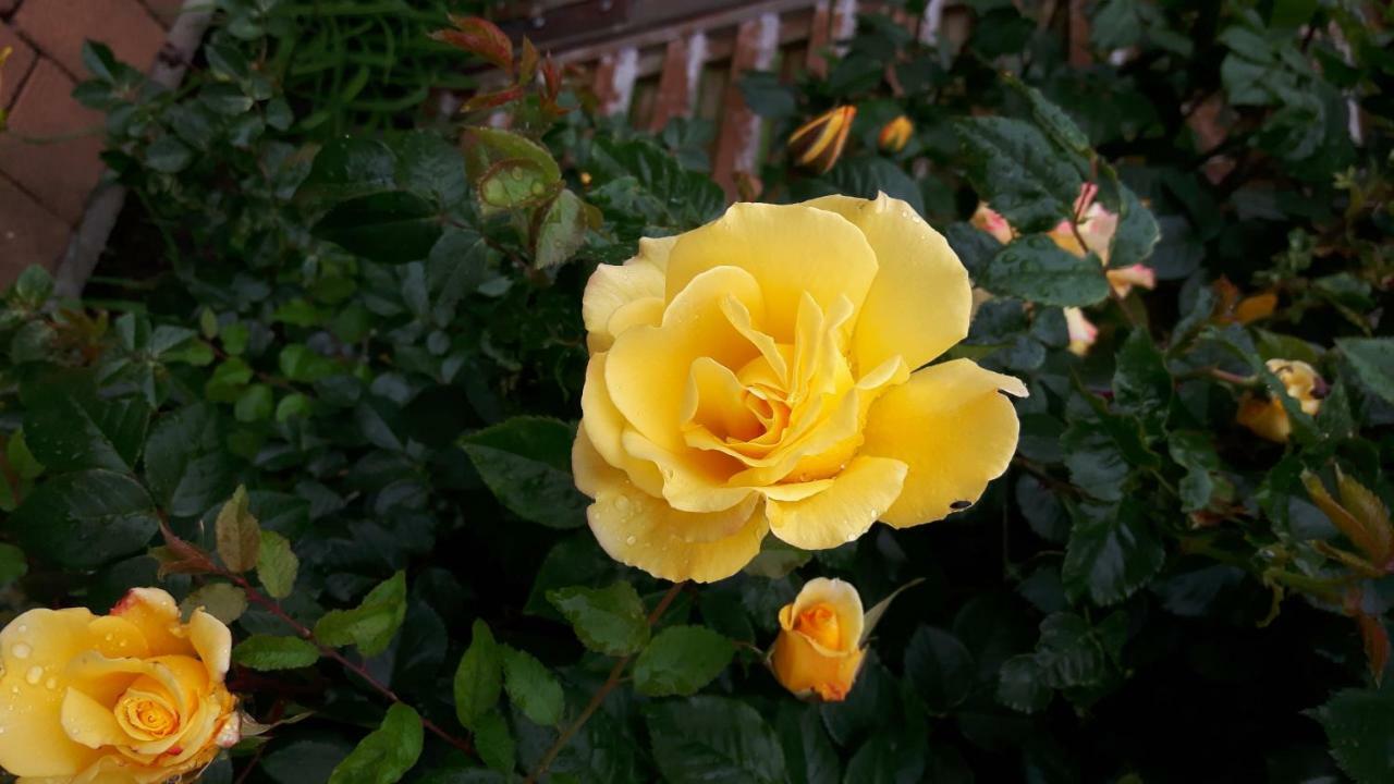 Reiterbauernhof Schoenlehenhof Mank Екстериор снимка